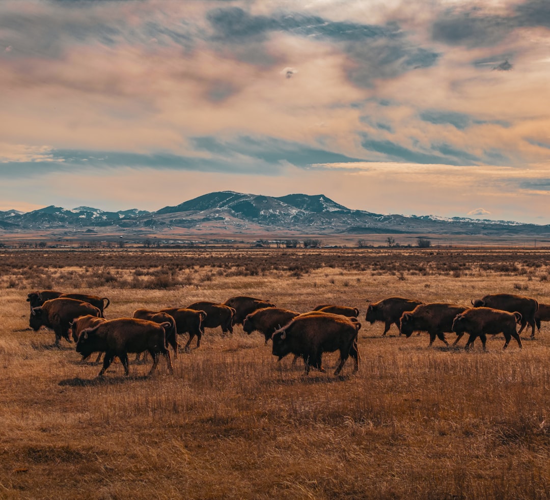 American Prairie Reserve, Montana (Image Credits: Unsplash)