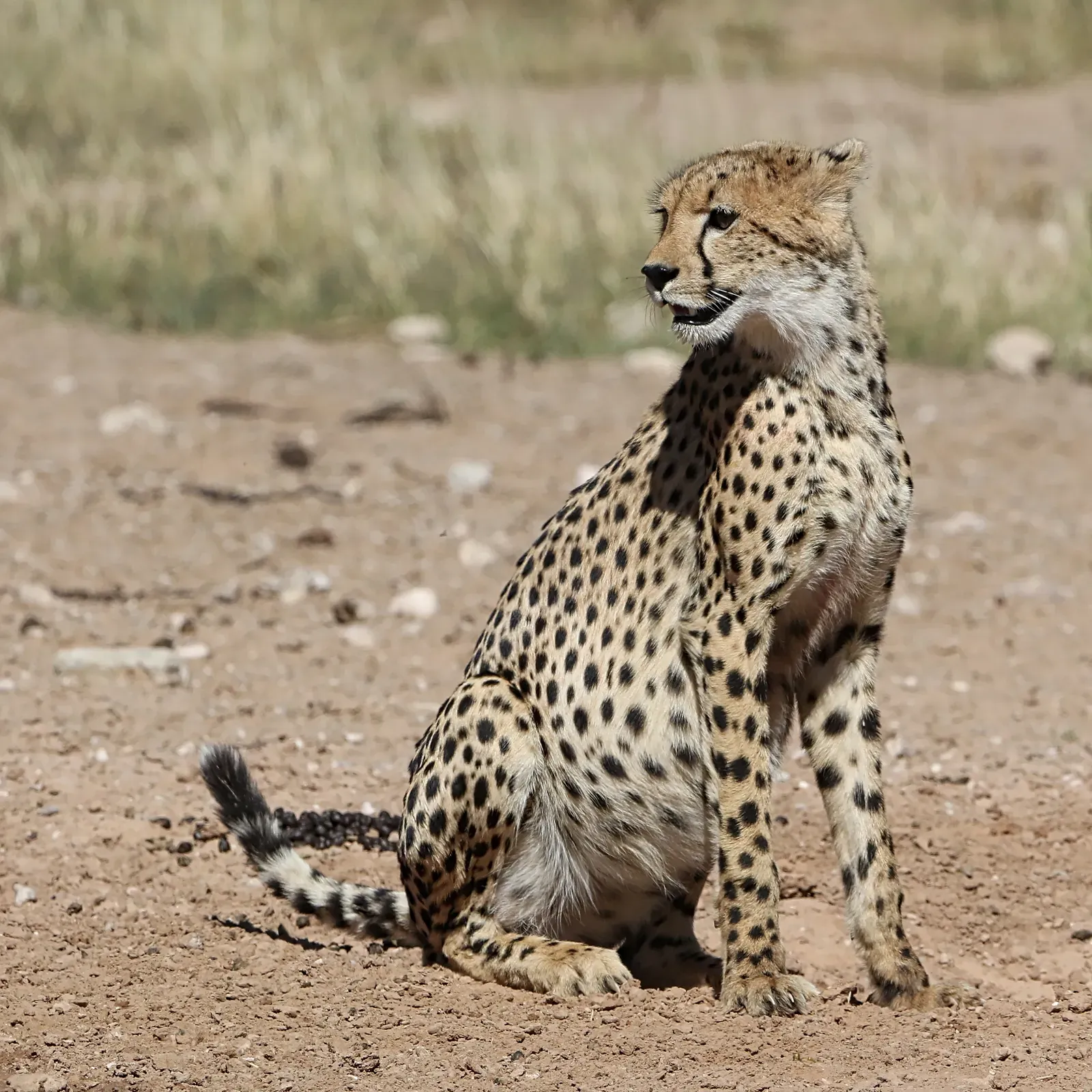 Conclusion: The Pause That Explains the Predator (Cheetah, Kgalagadi, CC BY 2.0)