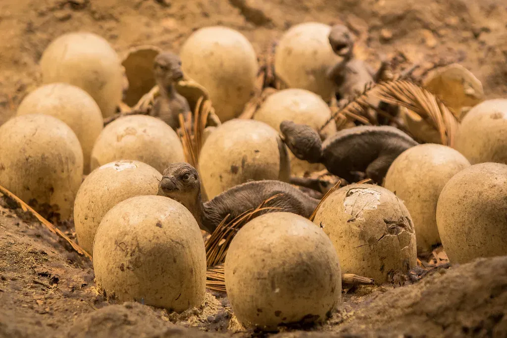 Baby Dinosaurs Were Born Helpless And Needed Feeding (Image Credits: Flickr)