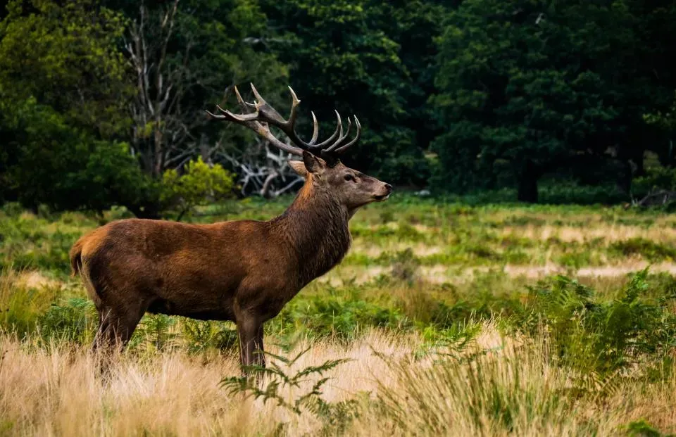 #10 The Briefly Noted Forest Ungulate (Image Credits: Stocksnap)