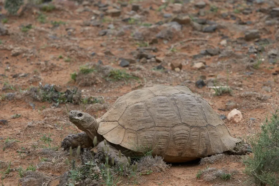 6. Desert Tortoise: Slow Life in a Fast-Developing West (Image Credits: Unsplash)