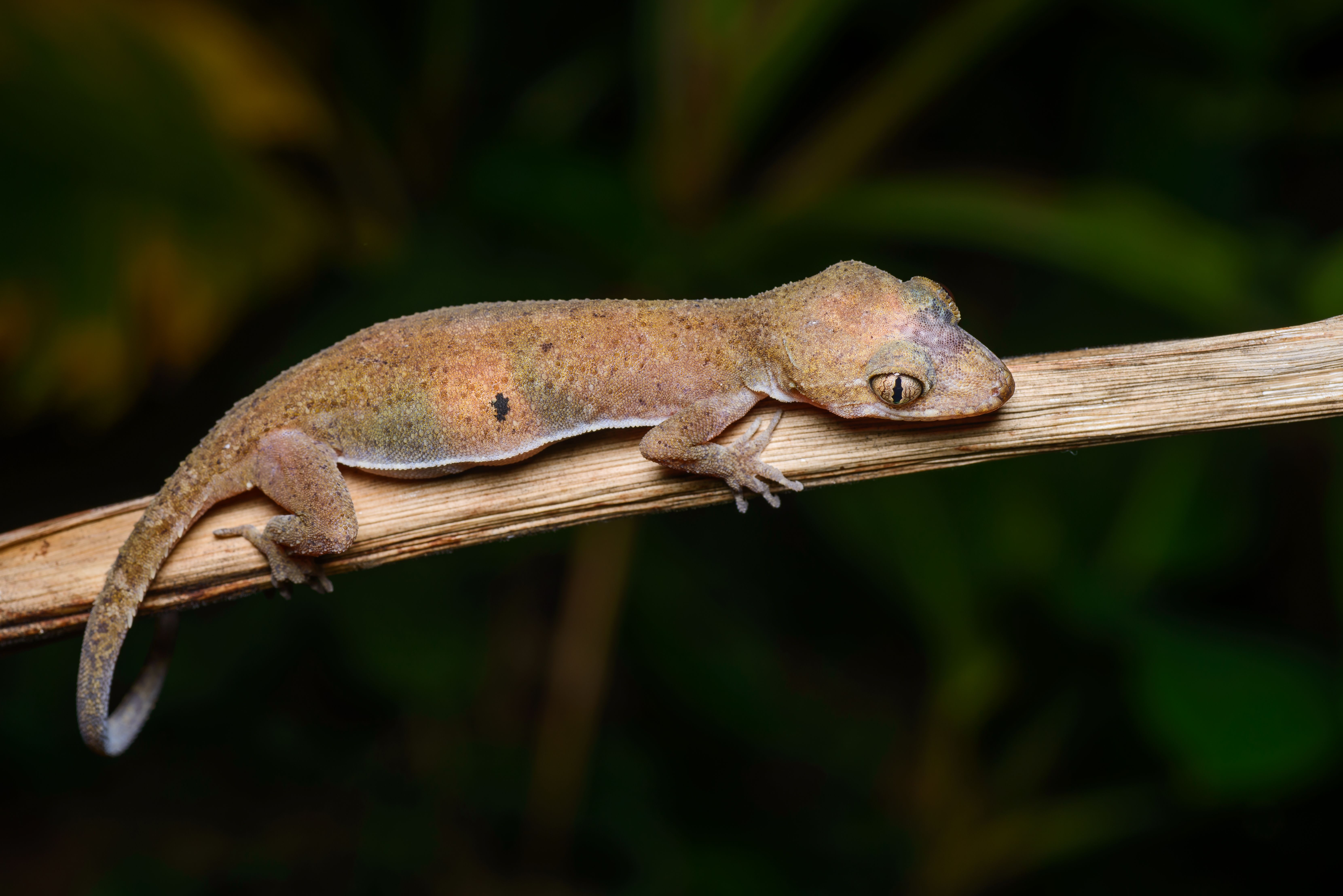 Dry Grip, Wet Mind: Gecko-Inspired Adhesives (Image Credits: Wikimedia)