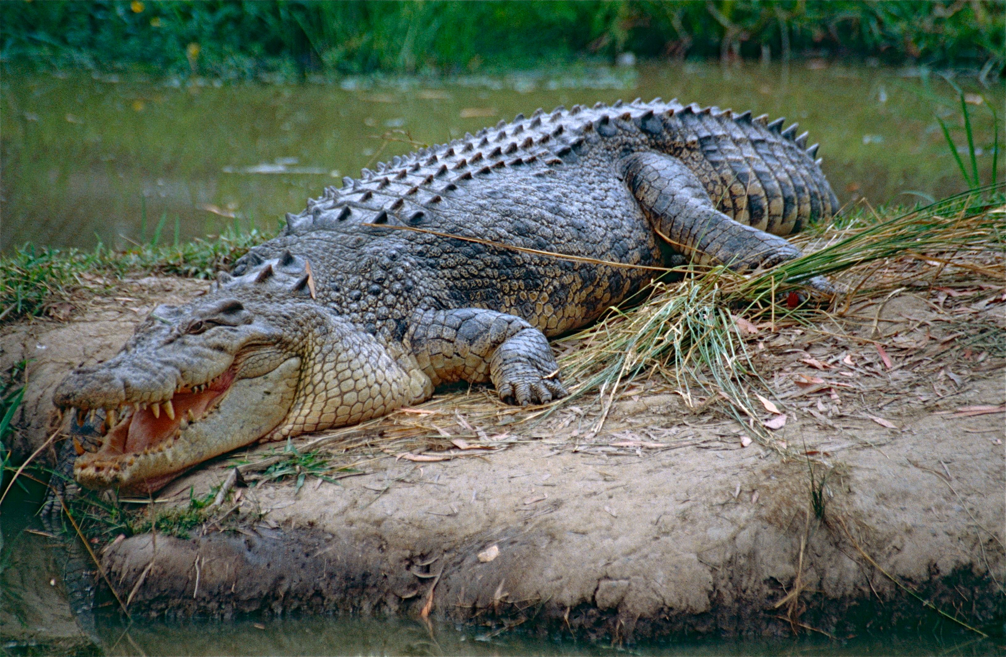 Capricorn: The Saltwater Crocodile (Image Credits: Wikimedia)