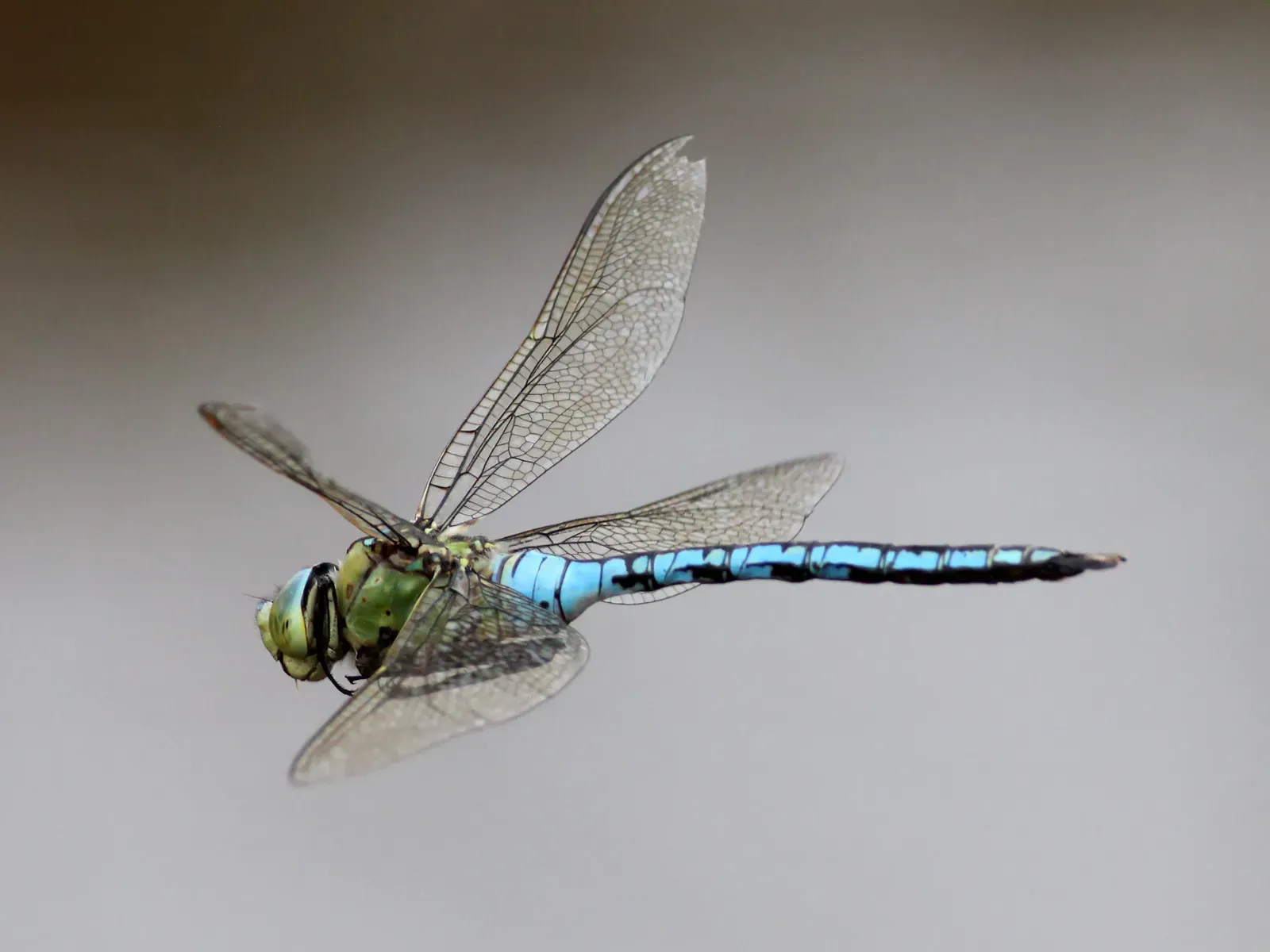 Mantis and dragonflies: tracking motion in high-speed worlds (By Ken Billington, CC BY-SA 3.0)