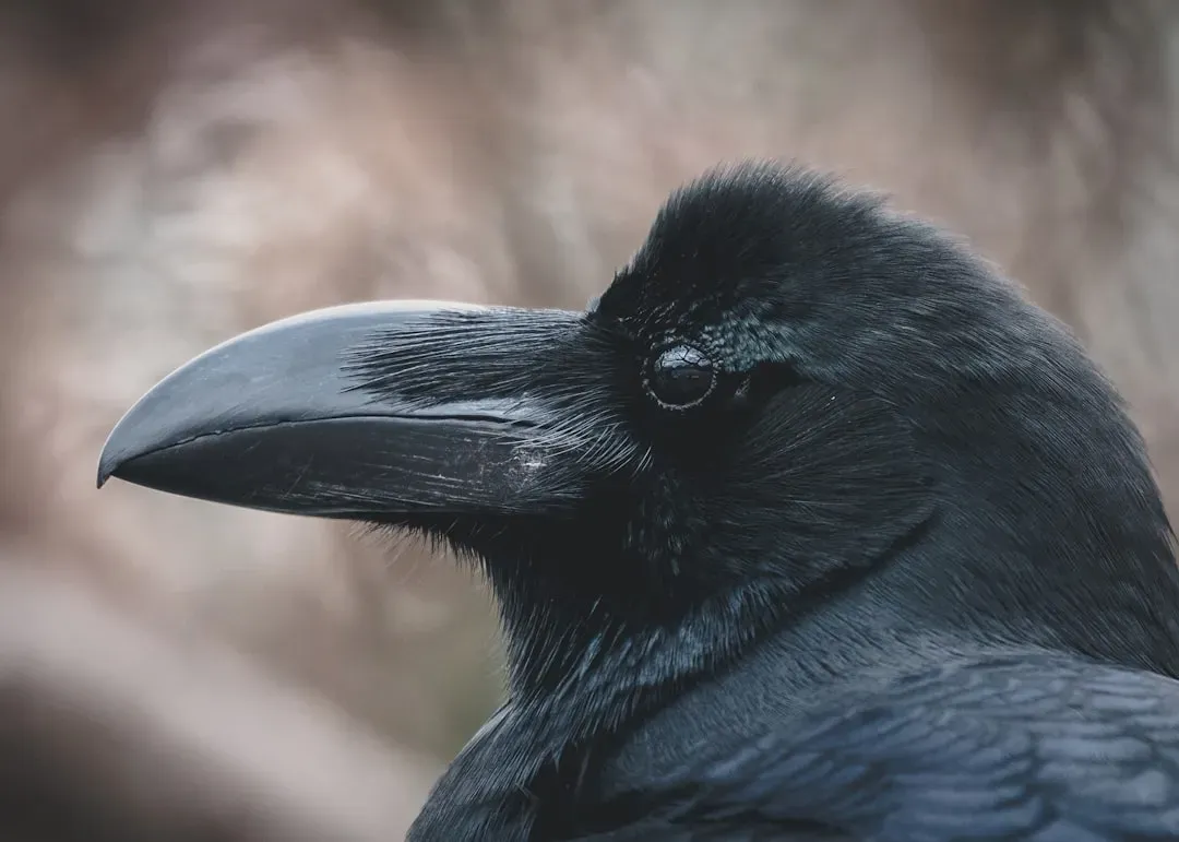 Why Evolution Favors Ravens Who Remember You (Image Credits: Unsplash)