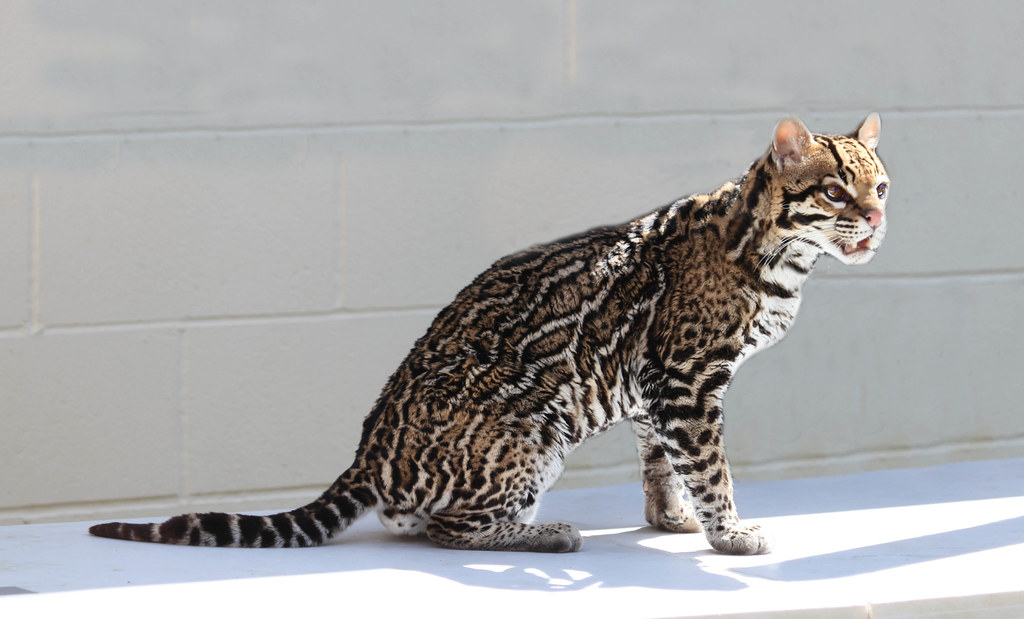 Innovative Breeding Strategies Using Texas Genetics (Image Credits: Flickr)