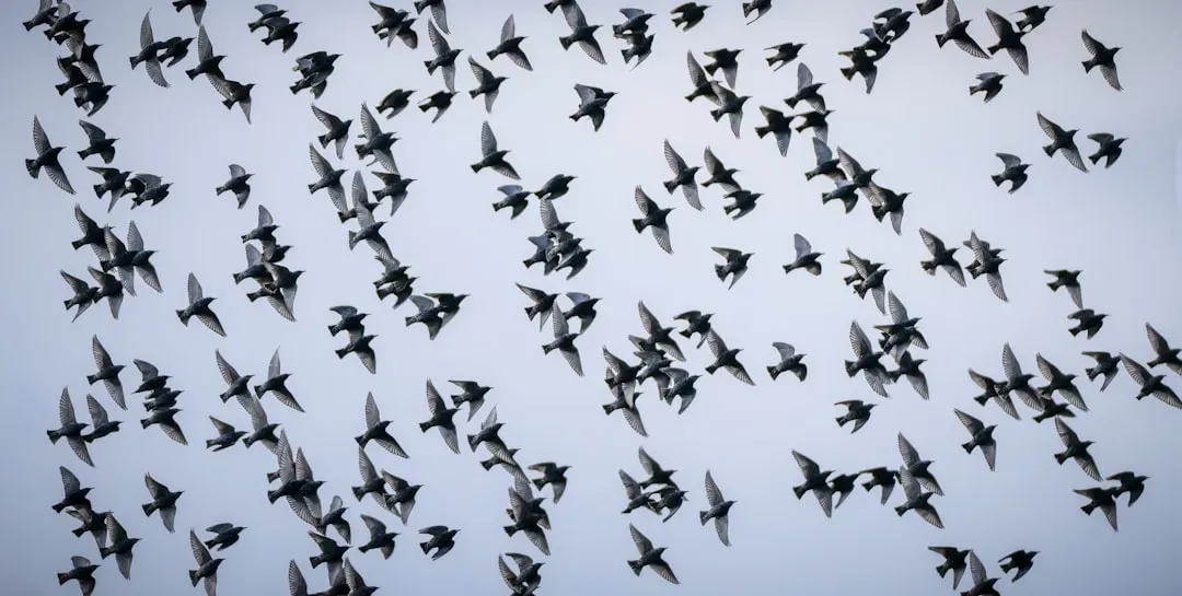 Bird Murmurations And The Mathematics Of The Flock (Image Credits: Unsplash)