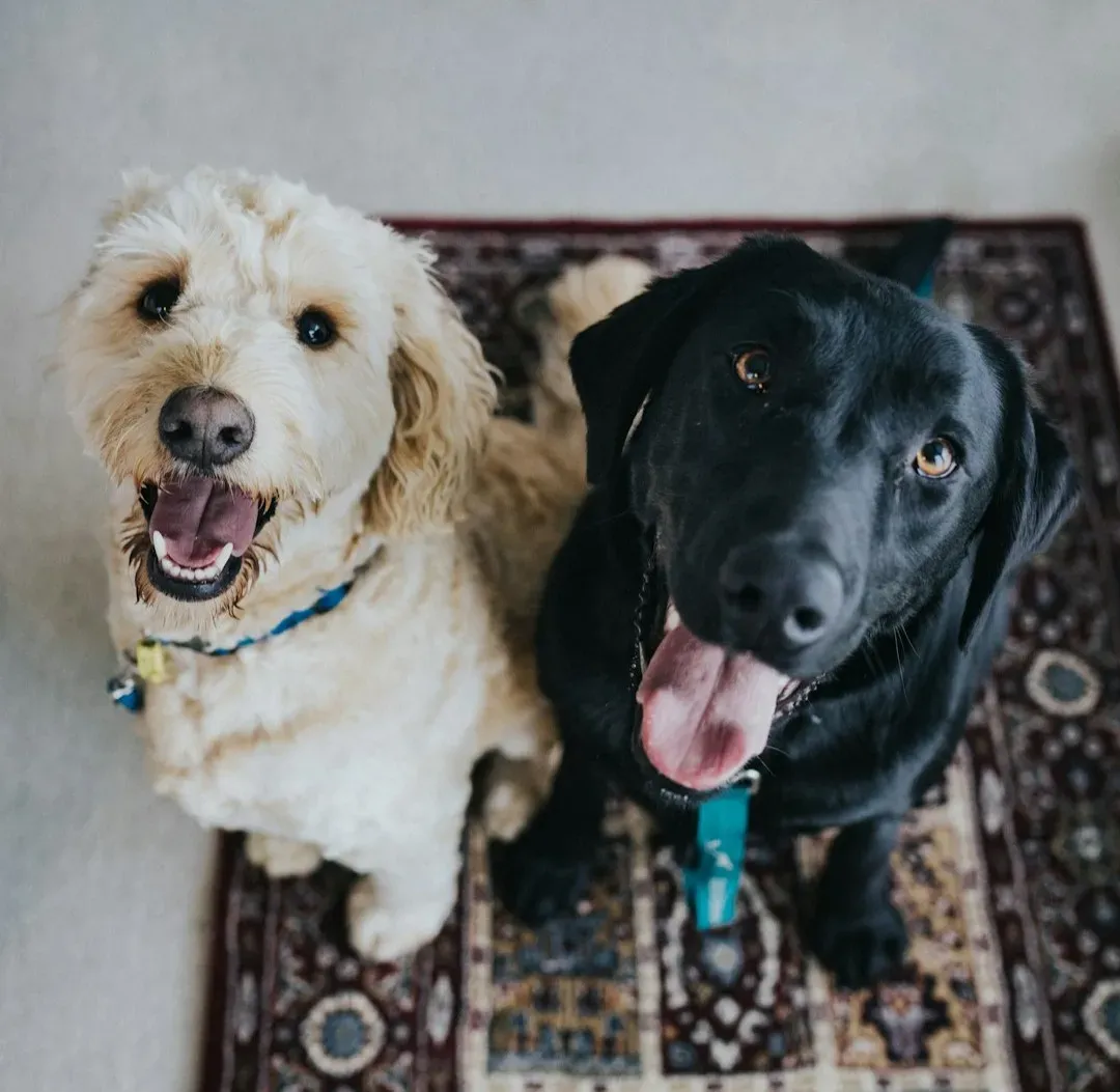 How Scientists Actually Tested Dogs’ Sense of Fairness (Image Credits: Unsplash)
