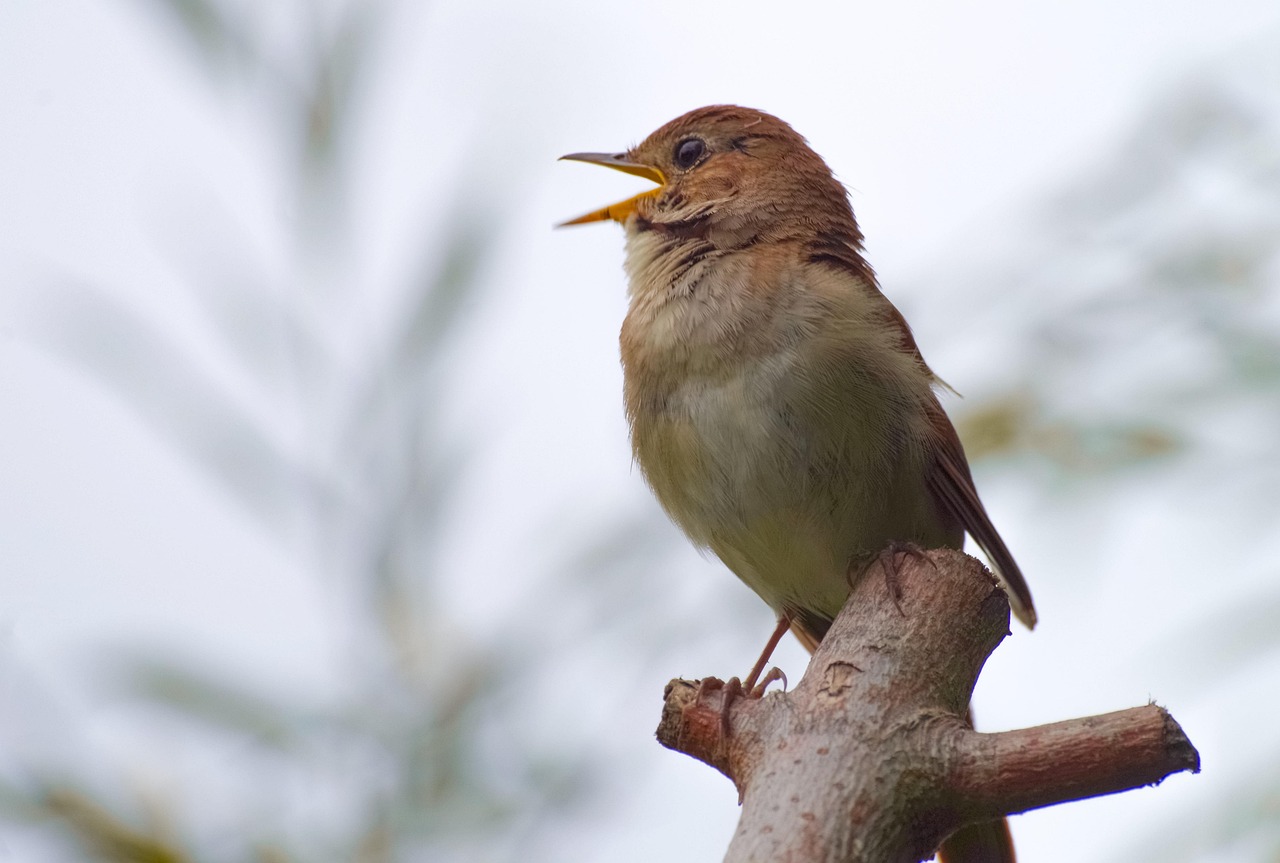 Libra: The Harmonious Nightingale of Air (Image Credits: Pixabay)