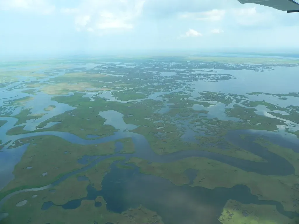 Nutrient Cycling: The Swamp's Hidden Superpower (Image Credits: Flickr)