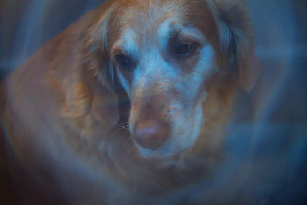 Why You Misunderstand Animal Emotions In The First Place (Image Credits: Unsplash)