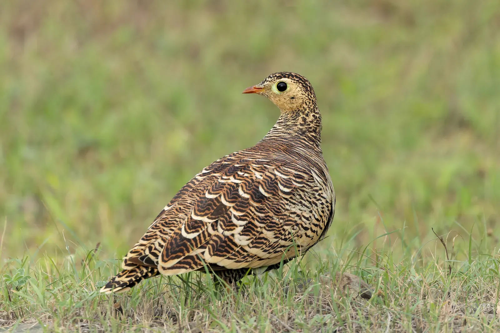 Pisces – The Sandgrouse at Dawn: Quiet Devotion to What Matters Most (By Tisha Mukherjee, CC BY-SA 4.0)