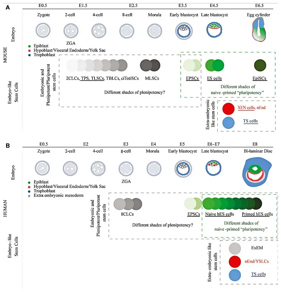 Stem Cells: The Body's Wildcards (By Dupont C, CC BY 4.0)