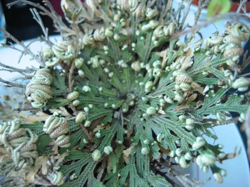 3. Selaginella Lepidophylla - The Resurrection Plant (Image Credits: Wikimedia)