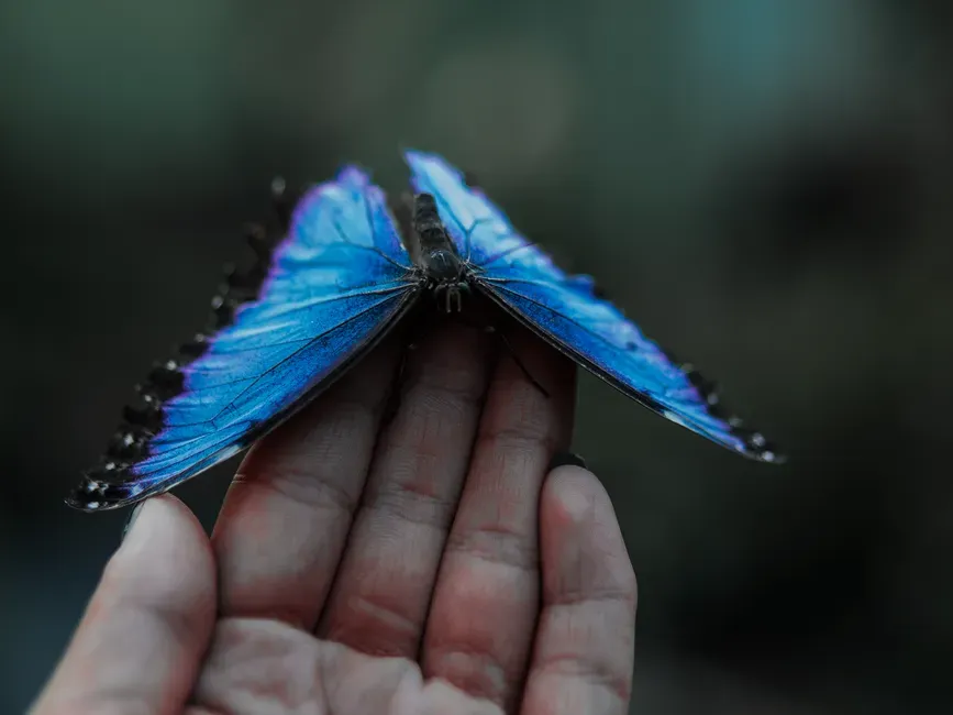 Conclusion: Your “Butterfly Energy” Is Part Magic, Part Microbiology (Image Credits: Pexels)