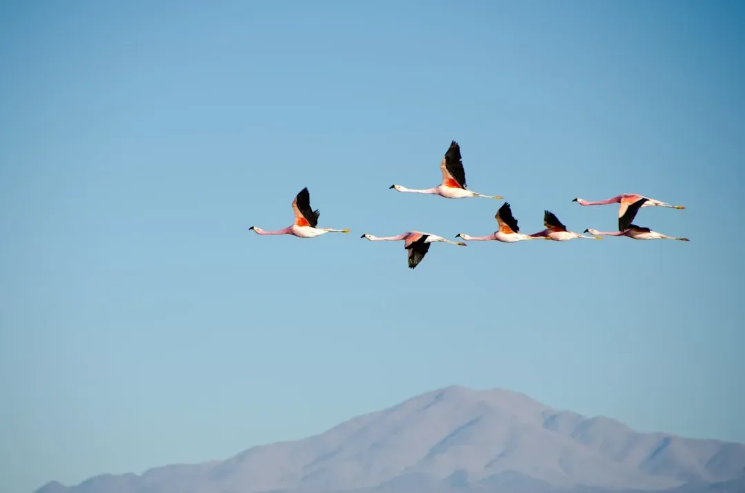 #11 - Birds That See Earth's Magnetic Field (Image Credits: Unsplash)