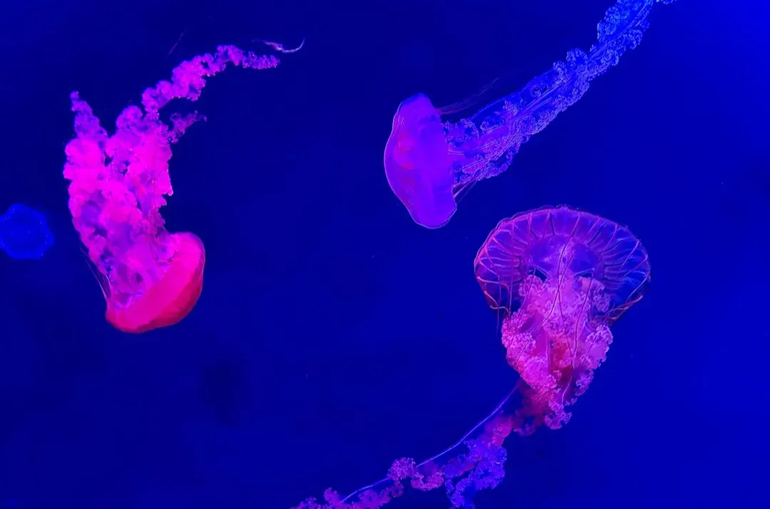 2. Sunlight Stops Shockingly Soon, But Life Doesn’t (Image Credits: Unsplash)