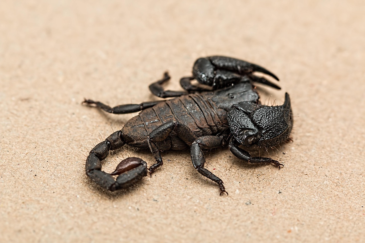 The Scorpion: Master of Survival and Self-Protection (Image Credits: Pixabay)