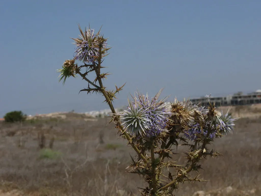 Conclusion: What Extreme Plants Can Teach Us About Resilience (Image Credits: Flickr)