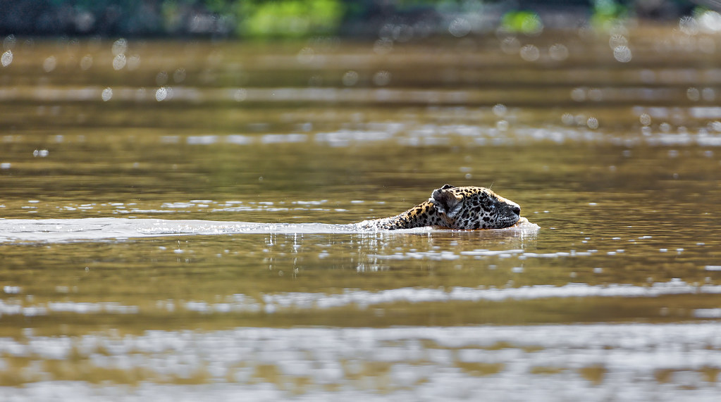 Swimming Champions Breaking Distance Records (Image Credits: Flickr)