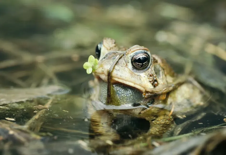 Frogs do have lungs - but they share the job with their skin (Image Credits: Pexels)