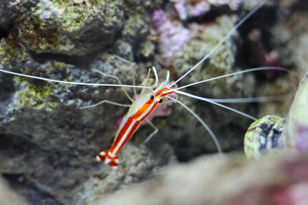 Virgo (August 23 - September 22): The Meticulous Cleaner Shrimp (Image Credits: Unsplash)