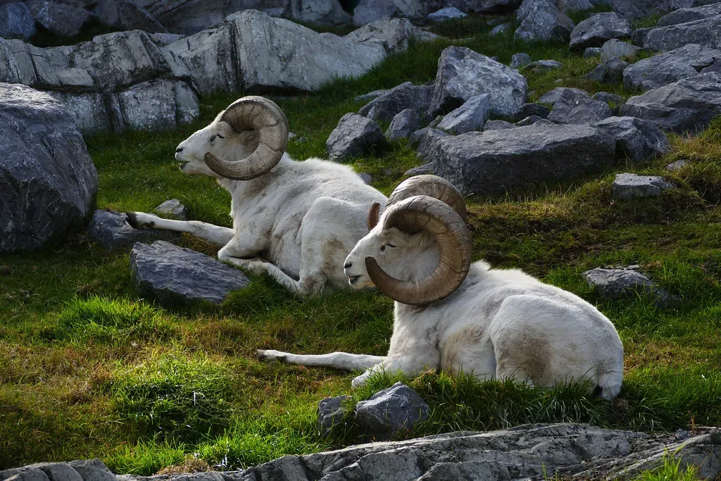 5. Dall's Sheep - The Clifftop Acrobat in a White Coat (Image Credits: Flickr)
