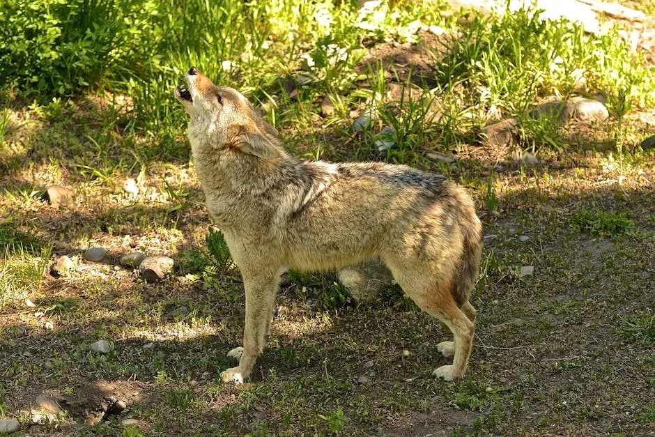 Sagittarius – The Coyote Laughing at the Moon (Image Credits: Pexels)