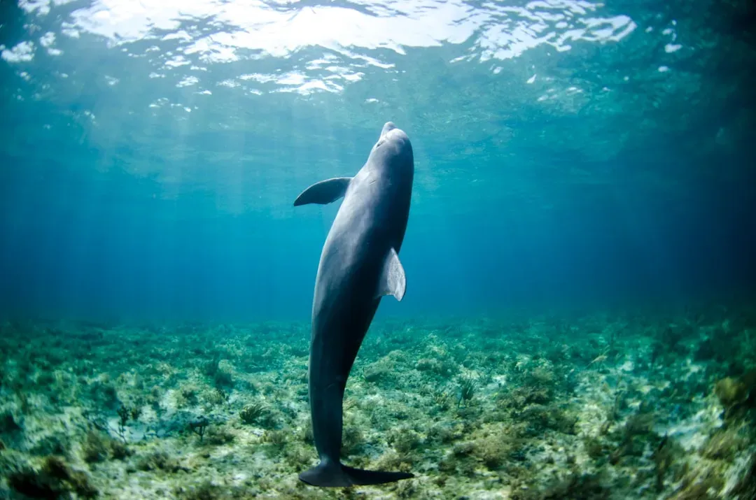 Dolphins and Echolocation: When Sound Becomes a Window Into Your Body (Image Credits: Unsplash)
