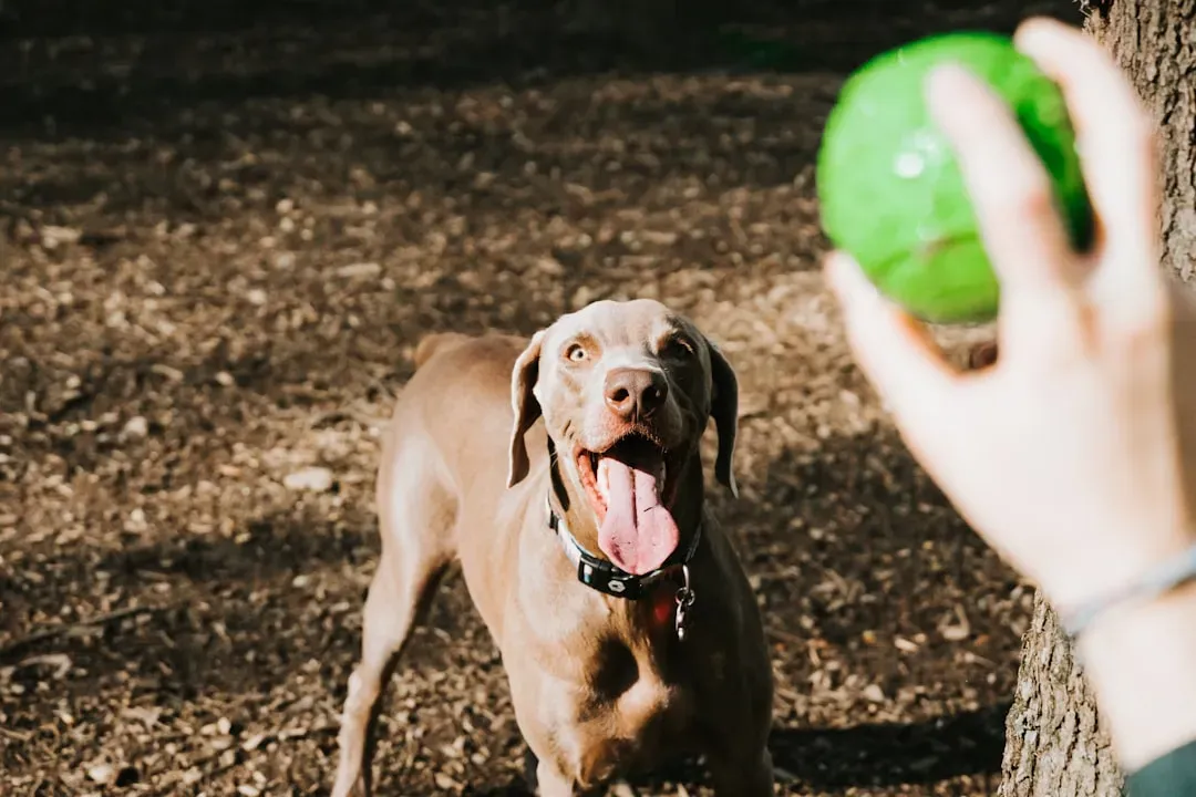 Practical Ways to Add More Stress‑Relieving Play to Your Dog’s Life (Image Credits: Unsplash)