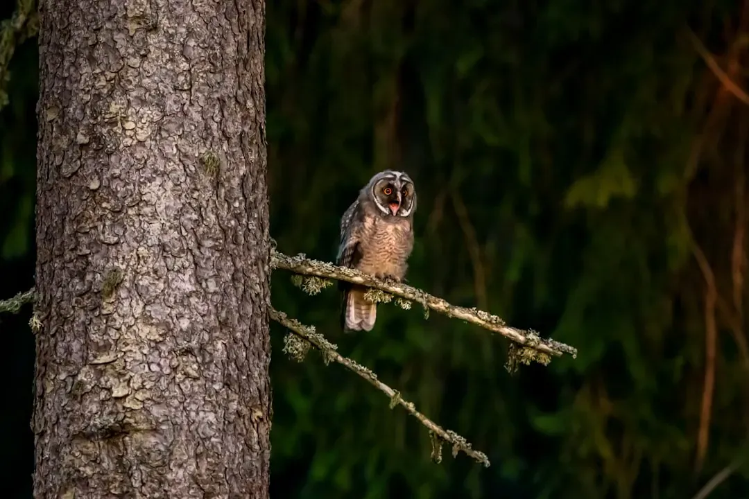 When the Call Comes From One Side: You’re Hearing a Territory Line (Image Credits: Unsplash)