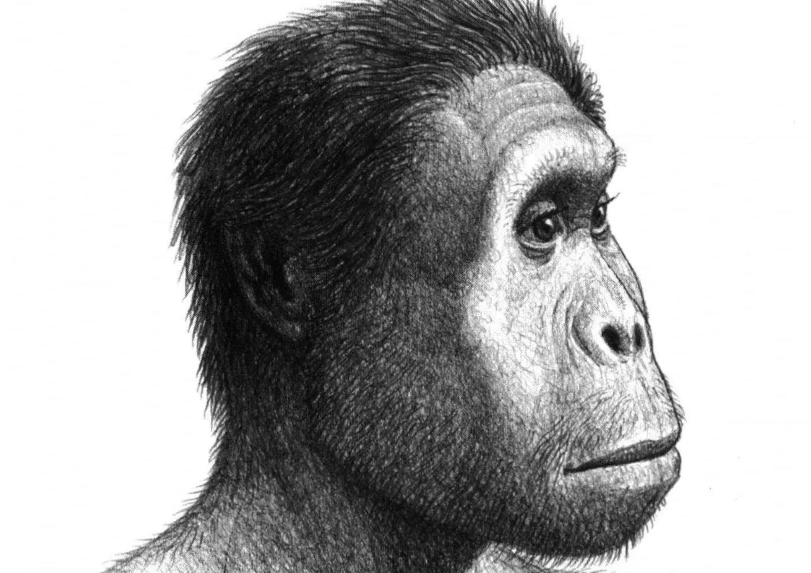 Multiple Kinds of Humans: A Crowd, Not a Solo Act (Image Credits: Wikimedia)