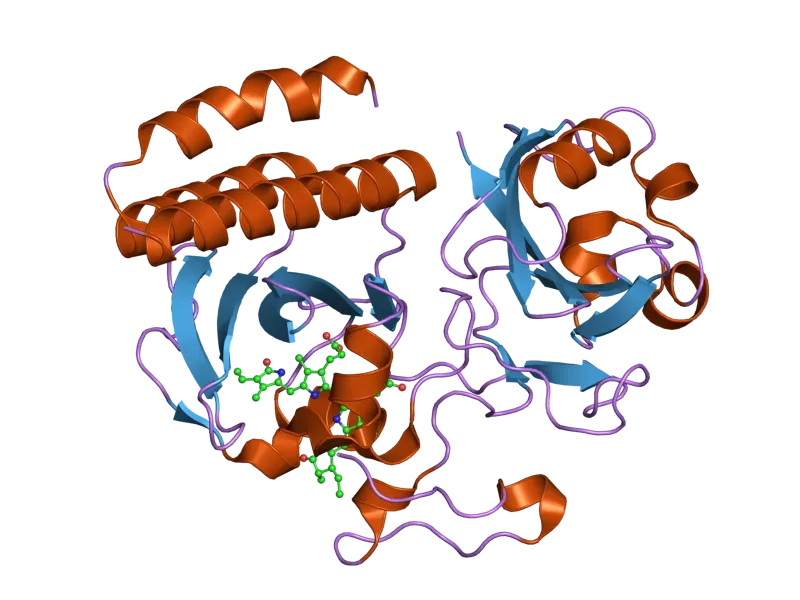 Radiation-Resistant DNA Repair: Rebuilding the Blueprint After Nuclear-Level Damage (Image Credits: Wikimedia)