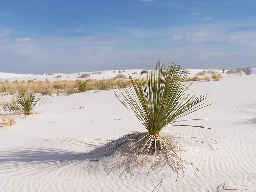 3. White Sands National Park, New Mexico (saxettom, Flickr, CC BY 2.0)