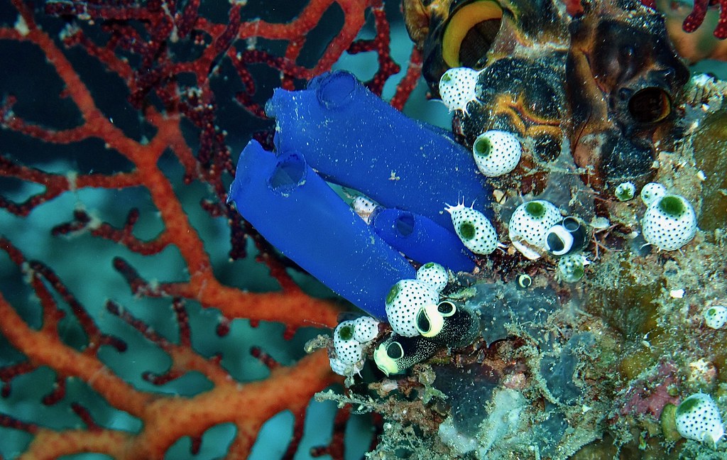 Sponges Masquerading as Mineral Formations (Image Credits: Flickr)
