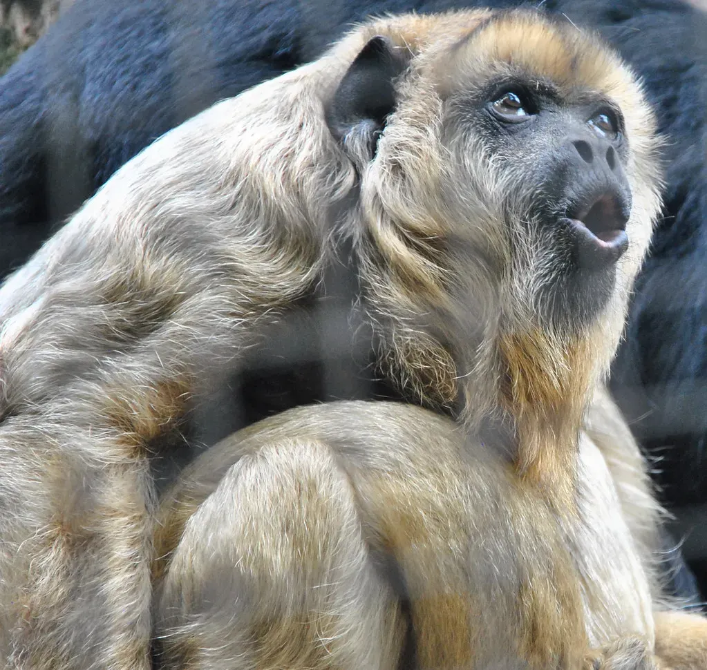 Gemini – The Howler Monkey: Vocal, Curious, and Networked (angela n., Flickr, CC BY 2.0)