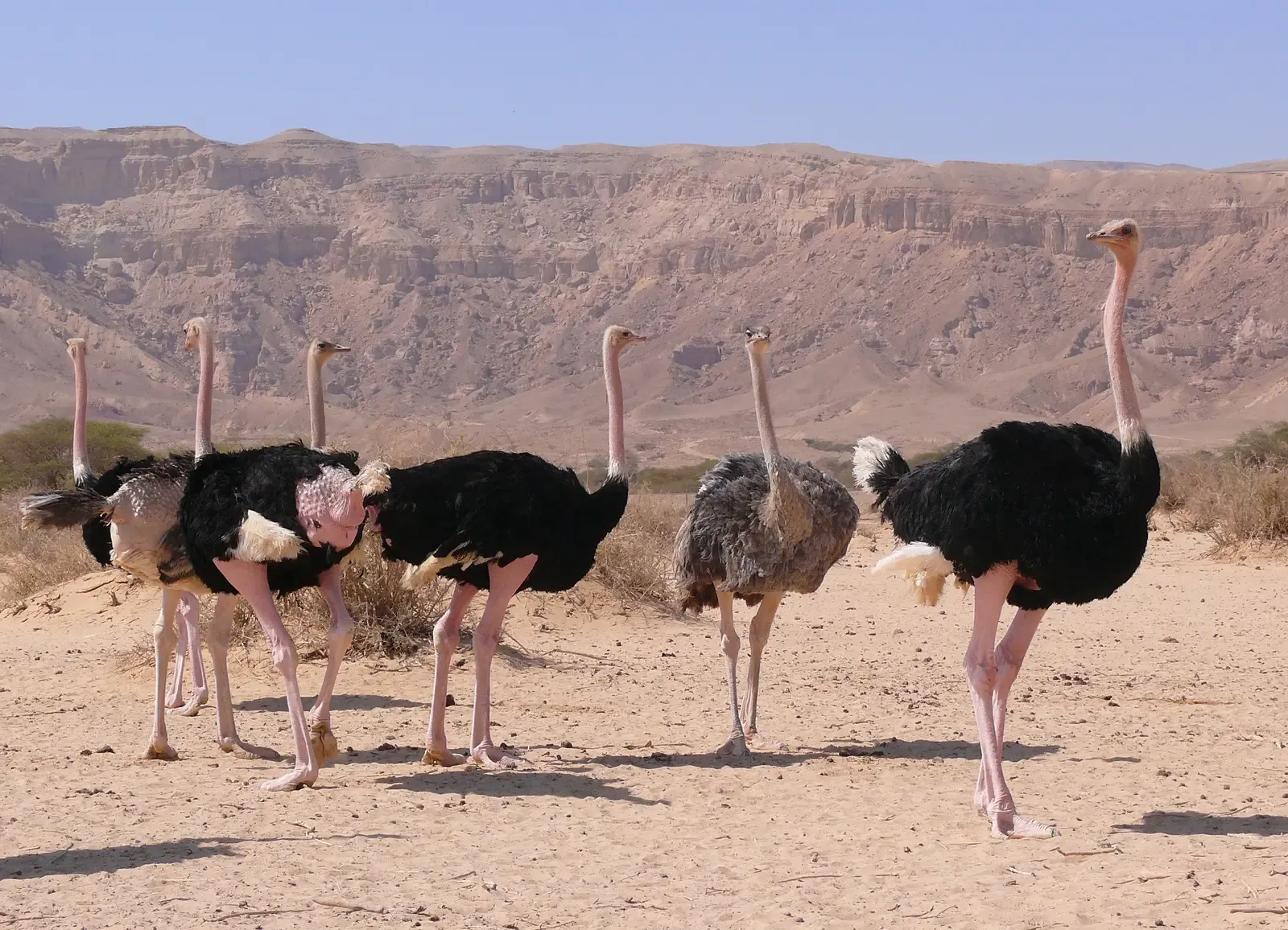 #2 - The North African Ostrich Whose Map Bleeds Deep Into the Sahara (By MathKnight, CC BY-SA 3.0)