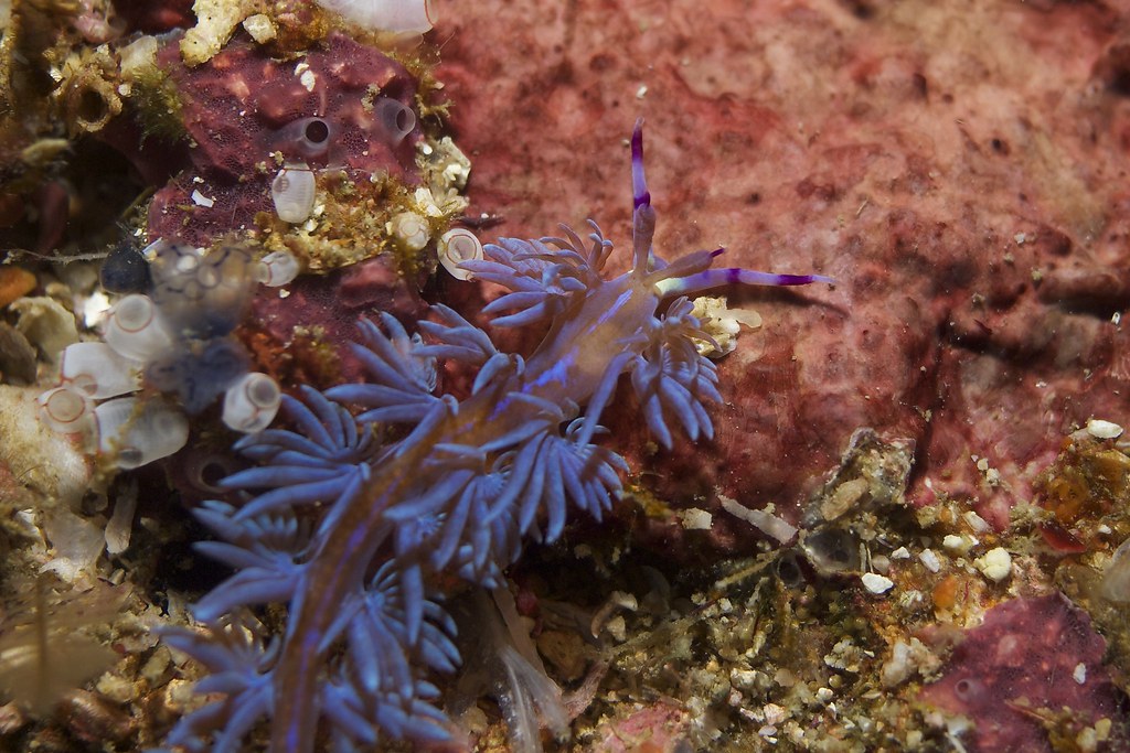 Aquarius (January 20 - February 18): The Unique Nudibranch (Image Credits: Flickr)