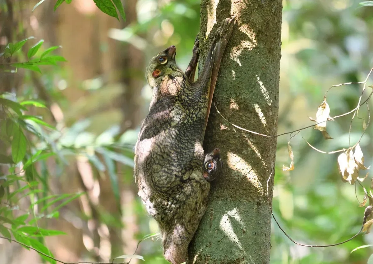 8. Sunda Flying Lemur – The “Gliding Blanket” That Isn’t a Lemur (Image Credits: Pixabay)