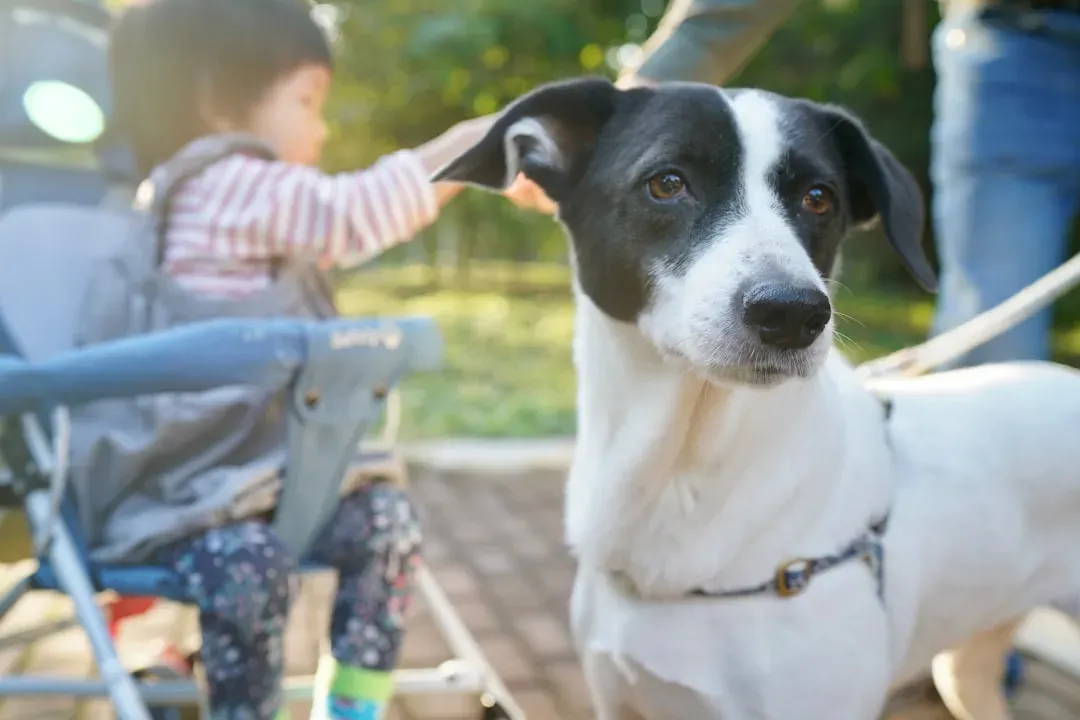 Keep Children and Pets Close and Under Control (Image Credits: Unsplash)
