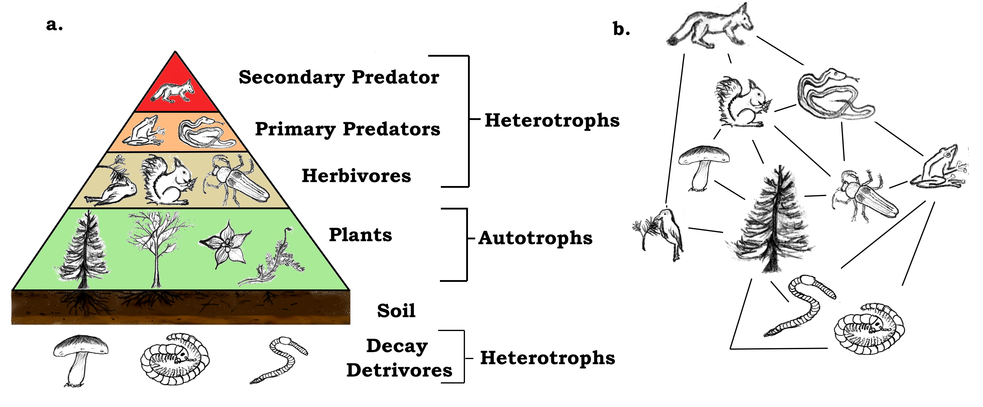 Food Web Mechanics (Image Credits: Wikimedia)