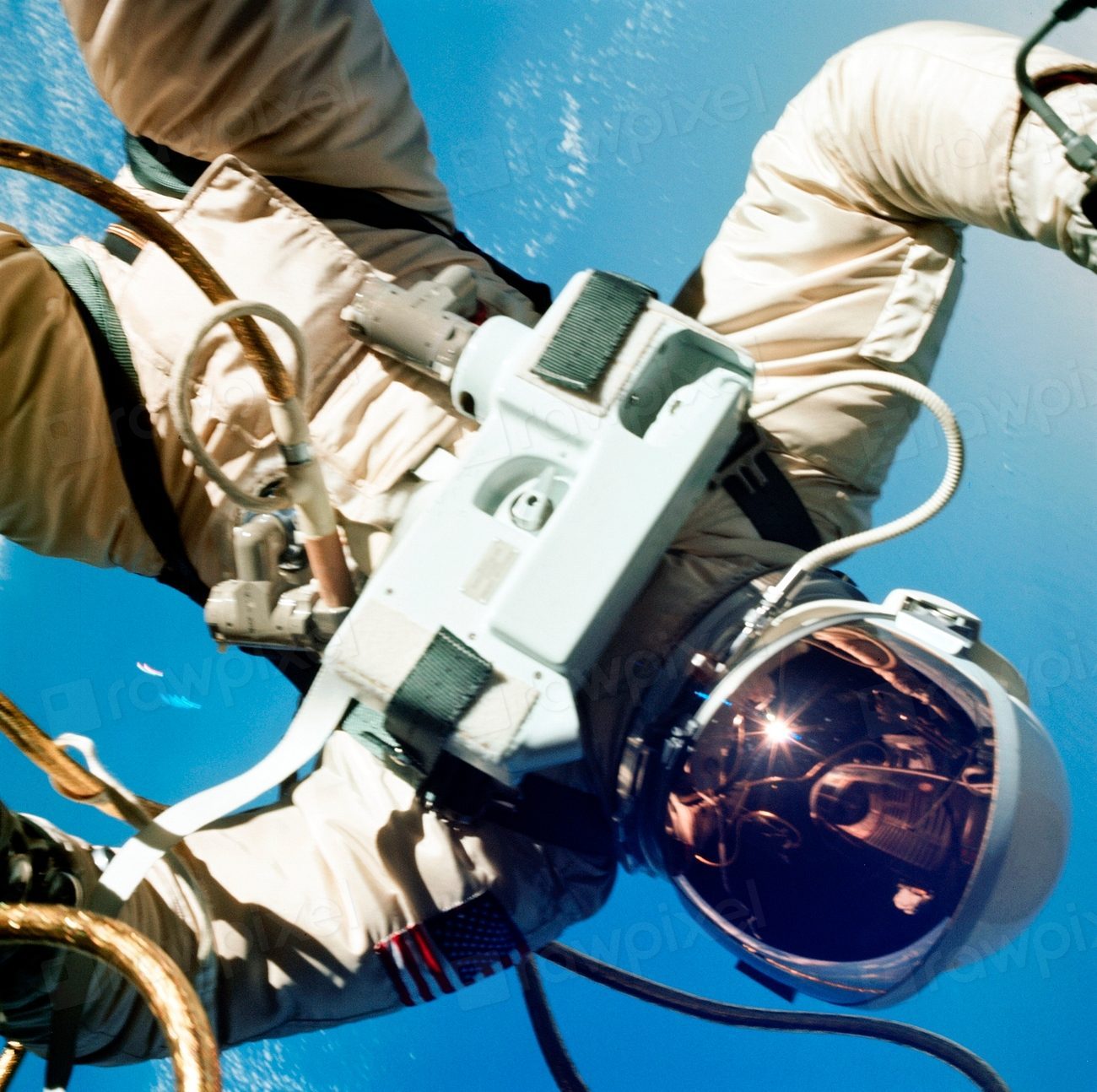 Life Unmoored: Bodies Built for a Force That Vanished (Image Credits: Rawpixel)