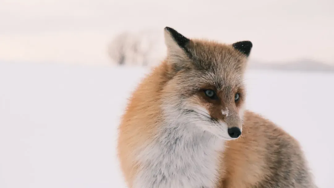 Competition and the rise of the red fox (Image Credits: Unsplash)