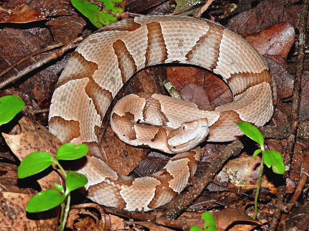 3. Copperhead – The Snake You Never Saw (Image Credits: Flickr)