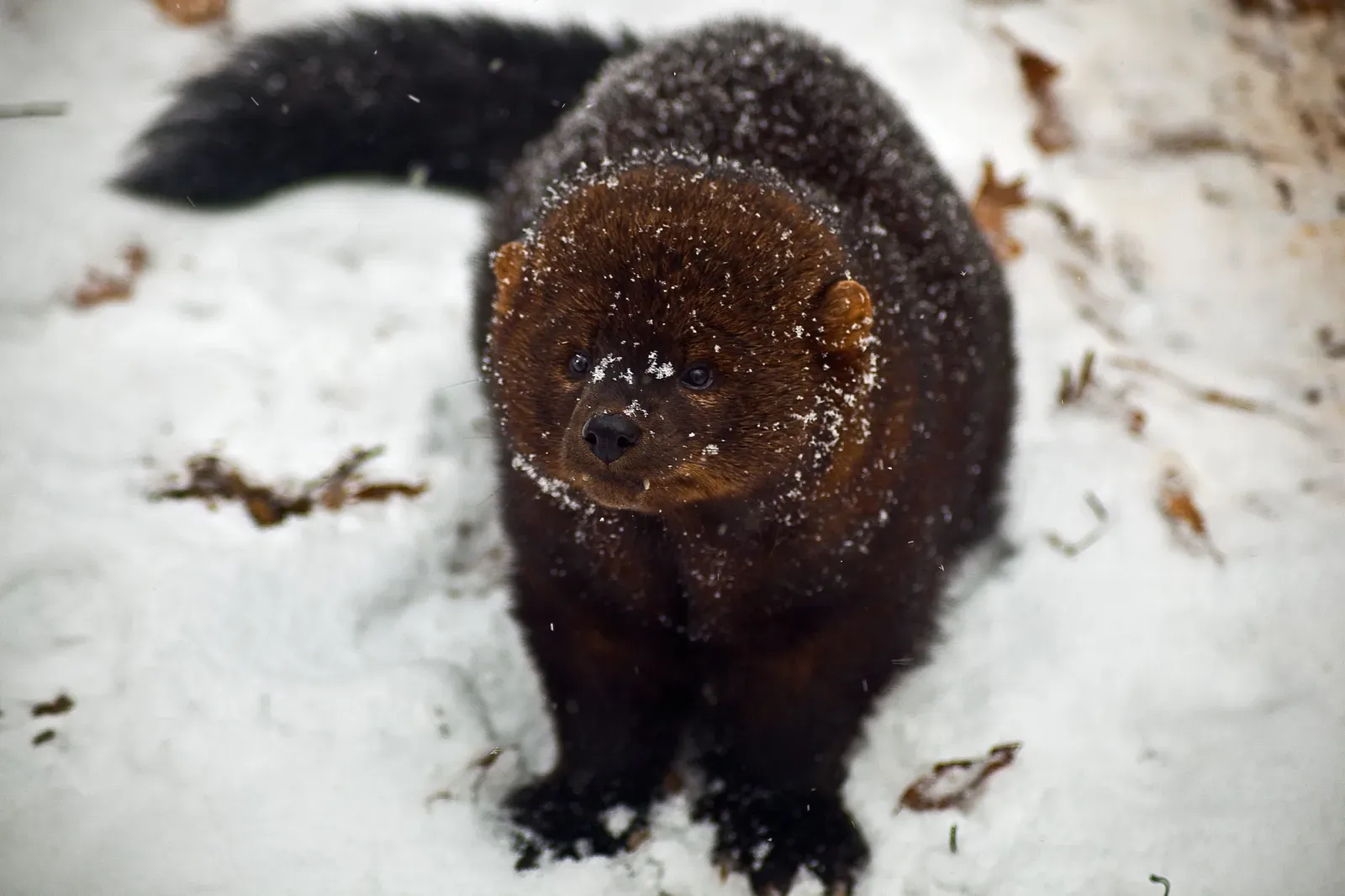 6. Modern Wildlife Science Finally Gave Fishers a Fighting Chance (By ForestWander, CC BY-SA 3.0 us)