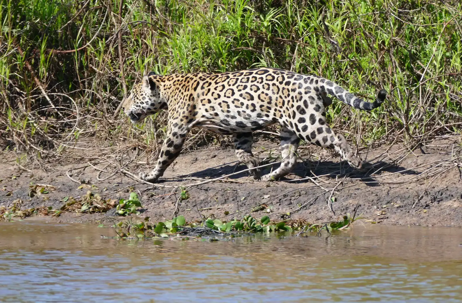 Pantanal Matogrossense, Brazil (Less‑Visited Southern and Private Reserves) (Jaguar (Panthera onca) male walking along the riverbank ..., CC BY-SA 2.0)