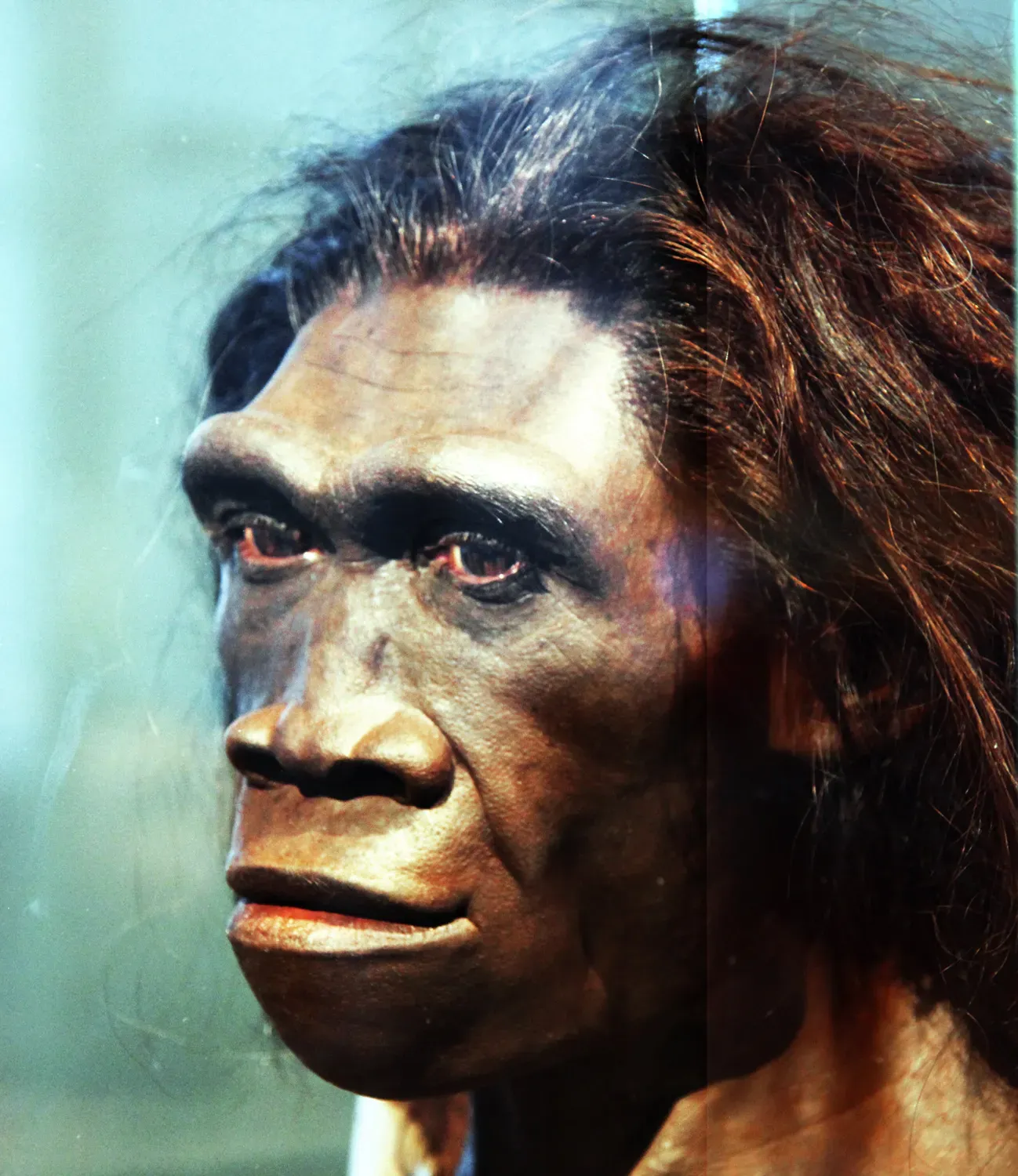 The Primitive-Looking Homo Erectus Face That's Rewriting Migration Routes (Image Credits: Wikimedia)
