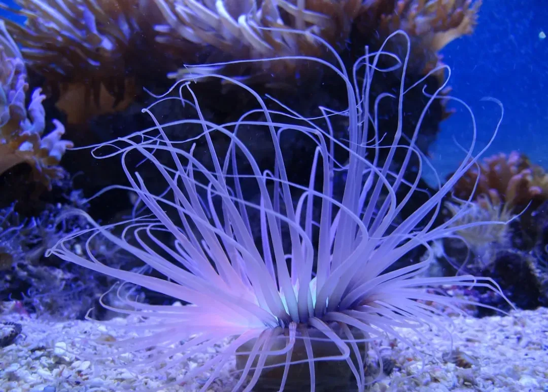 The Future Of The Trench: Protection, Exploration, And Respect (Image Credits: Unsplash)