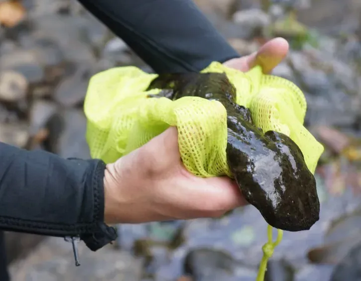 5. The Eastern Hellbender Is a Huge Salamander That Almost Nobody Has Ever Seen (Image Credits: Flickr)