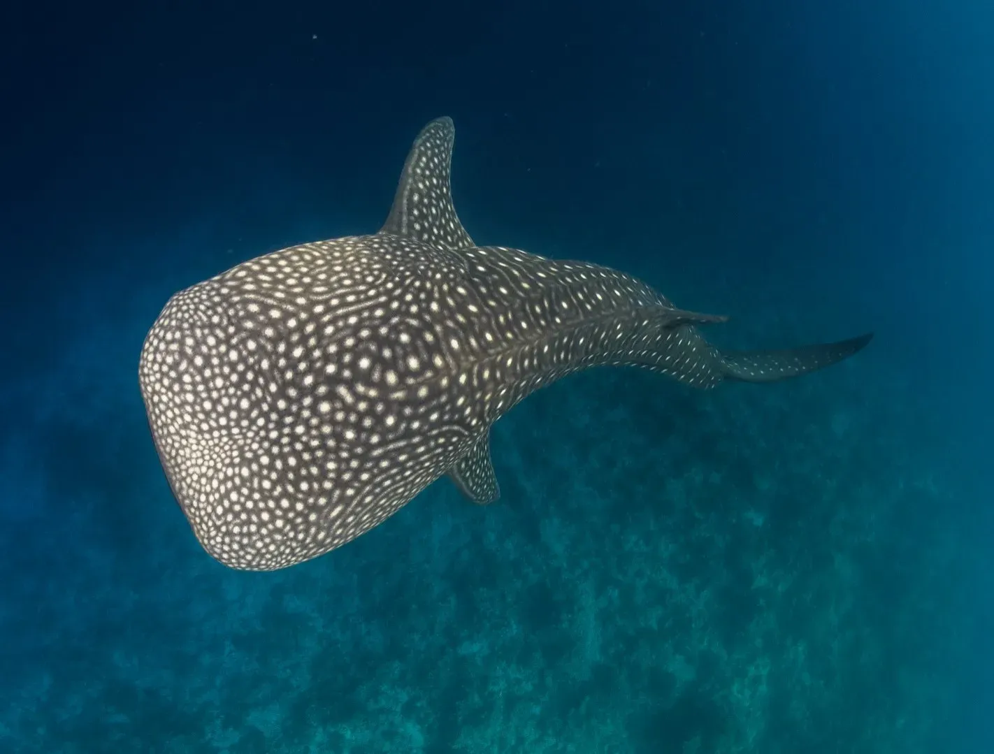 5. Their Skin Is Armor-Plated And Patterned Like A Star Map (Image Credits: Unsplash)